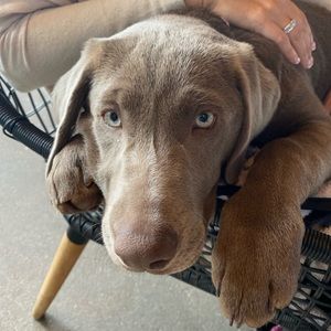 Meet your Posher, Brian